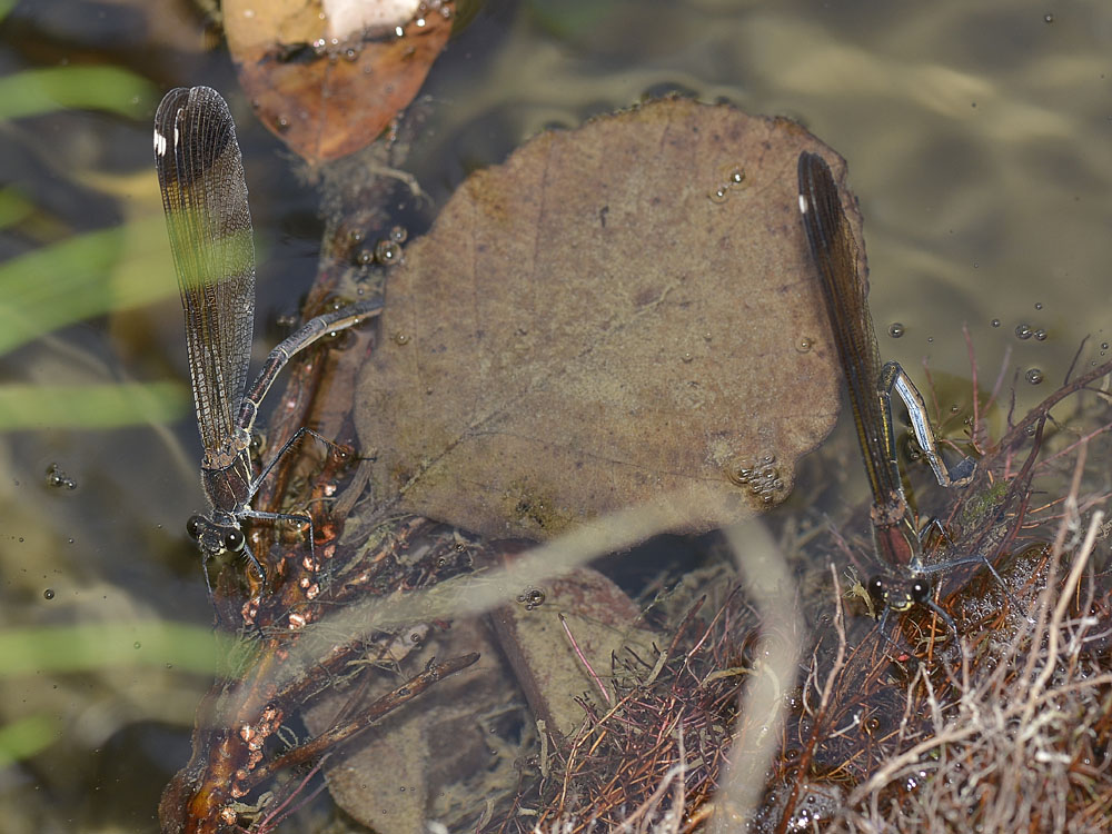 Calopteryx haemorrhoidalis? deposizione in apnea